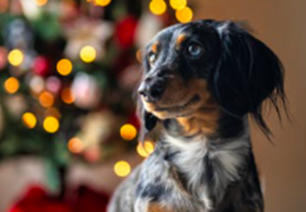 Albero di Natale a prova di cane